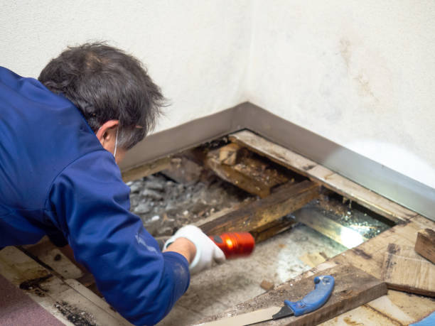 Professional Mold Remediation in Hazen, AR