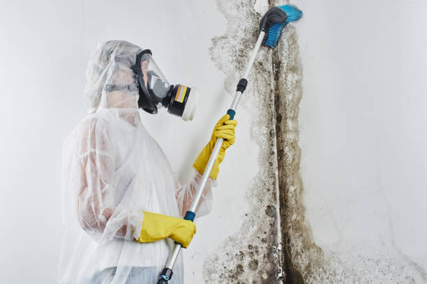 Best Black Mold Remediation in Hazen, AR