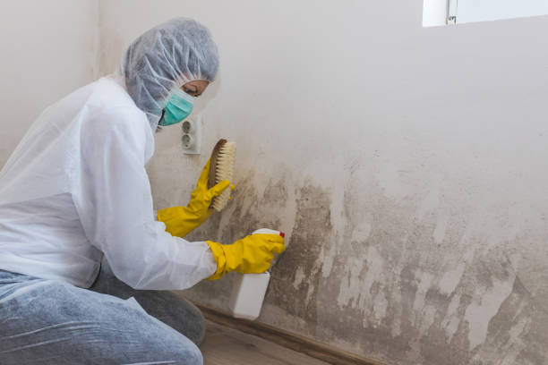 Best HVAC Mold Remediation in Hazen, AR