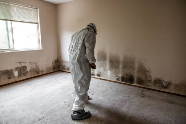 Best Industrial Mold Remediation in Hazen, AR